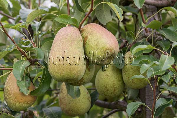 616102 - Common pear (Pyrus communis 'Doppelte Phillipsbirne')