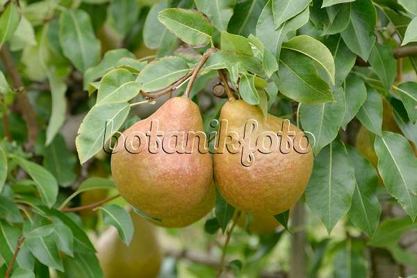 547246 - Common pear (Pyrus communis 'Durondeau de Tongre')