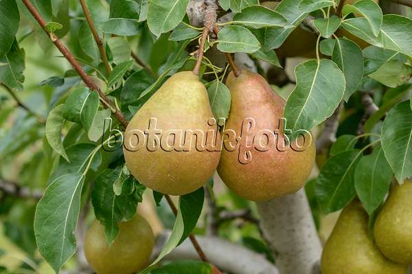 547247 - Common pear (Pyrus communis 'Durondeau de Tongre')