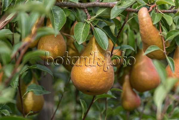 616103 - Common pear (Pyrus communis 'Durondeau de Tongre')