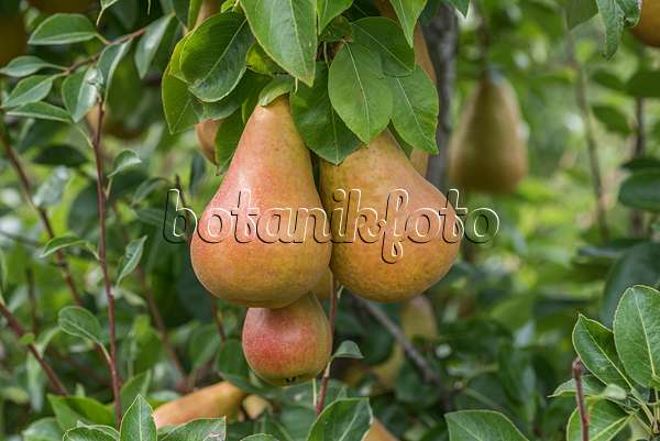 616104 - Common pear (Pyrus communis 'Durondeau de Tongre')