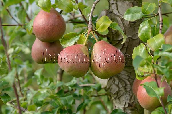 547248 - Common pear (Pyrus communis 'Eckehard')