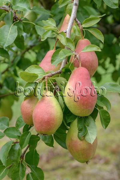 547249 - Common pear (Pyrus communis 'Elektra')