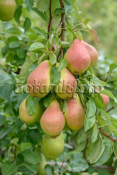 547250 - Common pear (Pyrus communis 'Elektra')