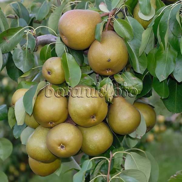 471449 - Common pear (Pyrus communis 'Gellerts Butterbirne')