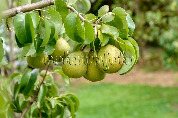 593171 - Common pear (Pyrus communis 'Gellerts Butterbirne')