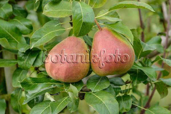 547251 - Common pear (Pyrus communis 'Gerburg')