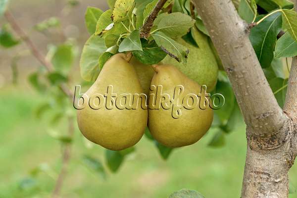 547252 - Common pear (Pyrus communis 'Grand Champion')