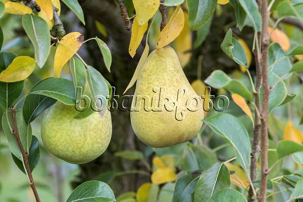 616105 - Common pear (Pyrus communis 'Grüne Hoyerswerder')