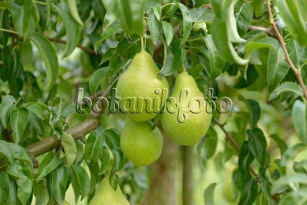 558200 - Common pear (Pyrus communis 'Gute Luise von Avranches')