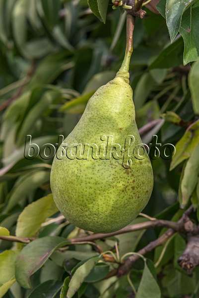 635147 - Common pear (Pyrus communis 'Harrow Sweet')