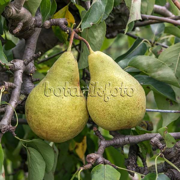 635148 - Common pear (Pyrus communis 'Harrow Sweet')