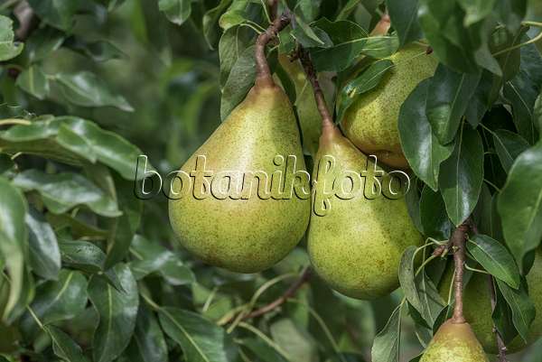 616106 - Common pear (Pyrus communis 'Hochfeine Butterbirne')