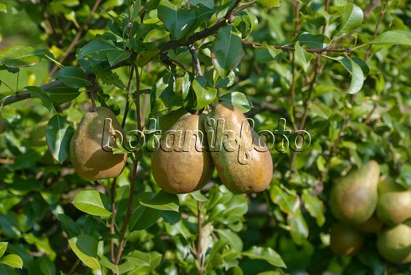 517363 - Common pear (Pyrus communis 'Jeanne d'Arc')
