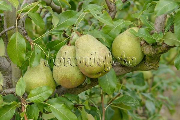 547253 - Common pear (Pyrus communis 'Jeanne d'Arc')