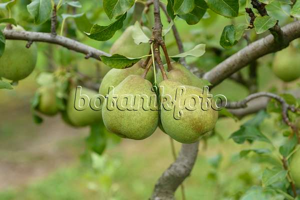 547254 - Common pear (Pyrus communis 'Jeanne d'Arc')