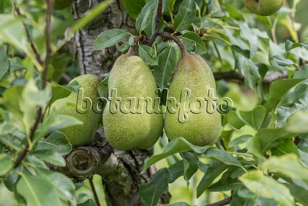 616107 - Common pear (Pyrus communis 'Jeanne d'Arc')