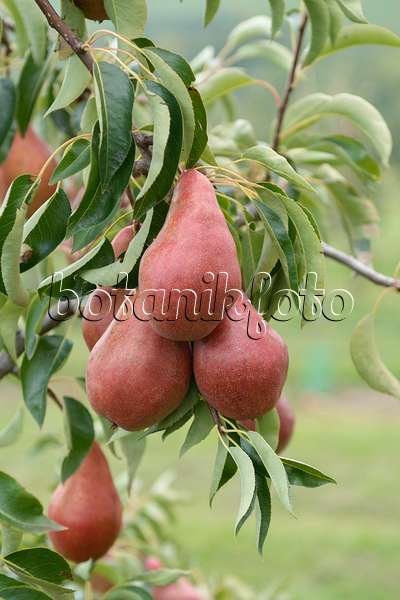 547255 - Common pear (Pyrus communis 'Karina')