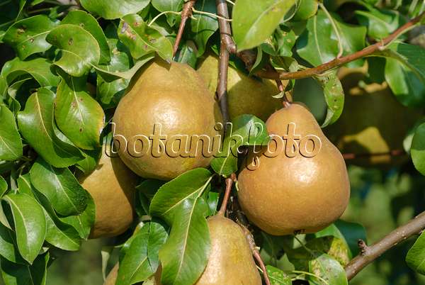 517364 - Common pear (Pyrus communis 'Kirilla')
