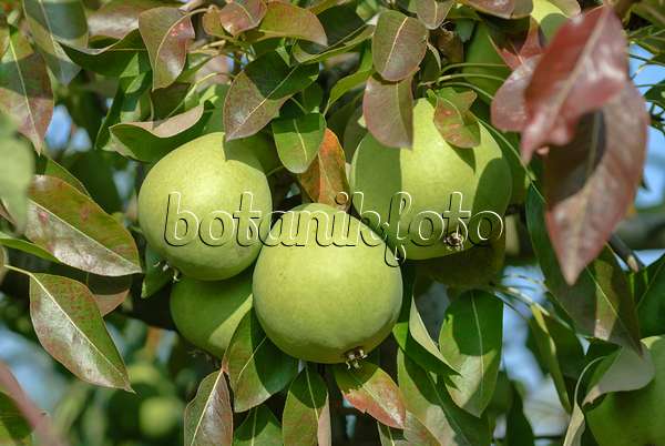 517365 - Common pear (Pyrus communis 'Liegel's Winterbutterbirne')