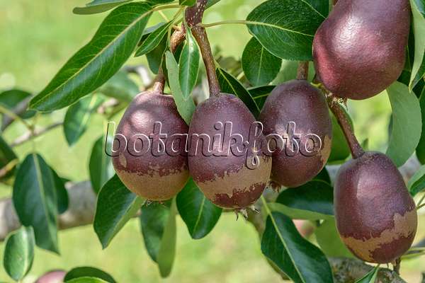 558196 - Common pear (Pyrus communis 'Lombacad')