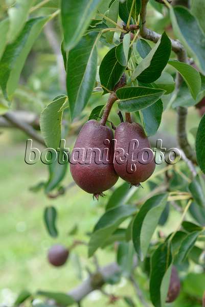 558197 - Common pear (Pyrus communis 'Lombacad')