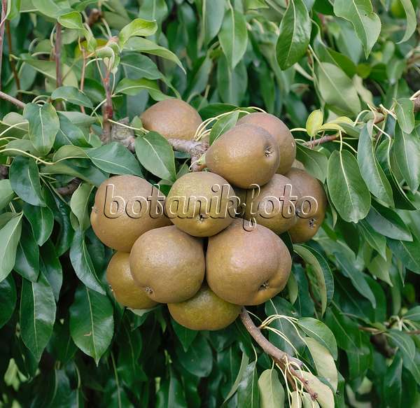 471450 - Common pear (Pyrus communis 'Madame Verte')