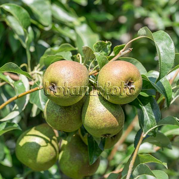625333 - Common pear (Pyrus communis 'Madame Verte')