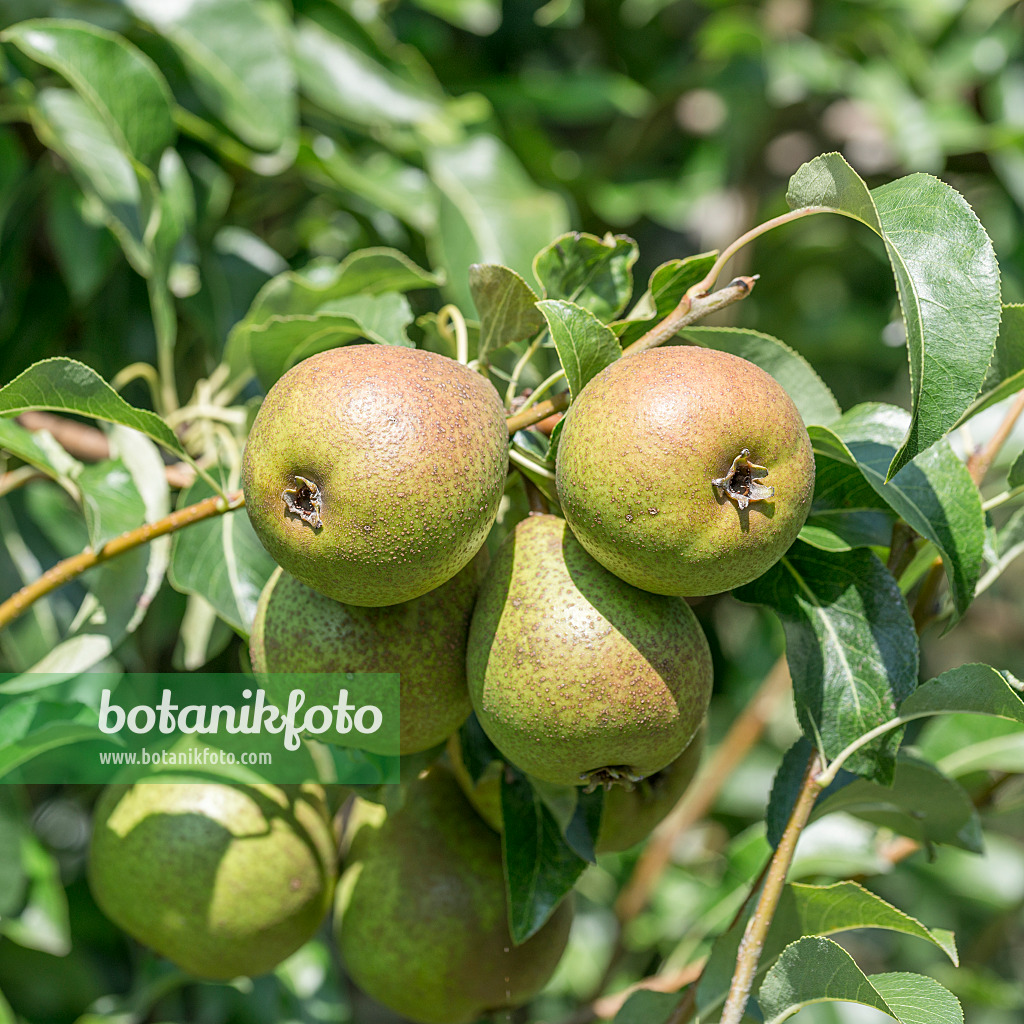 625333 - Common pear (Pyrus communis 'Madame Verte')