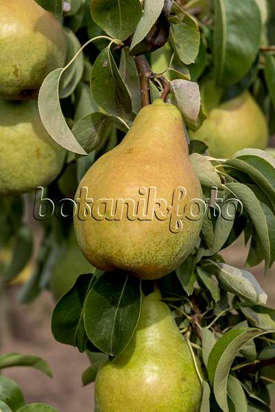 635149 - Common pear (Pyrus communis 'Nojabrskaja')