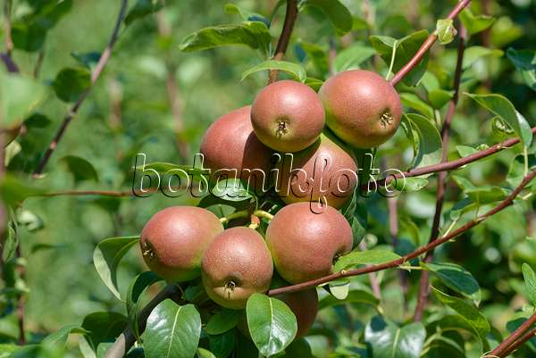 575290 - Common pear (Pyrus communis 'Nordhäuser Winterforelle')
