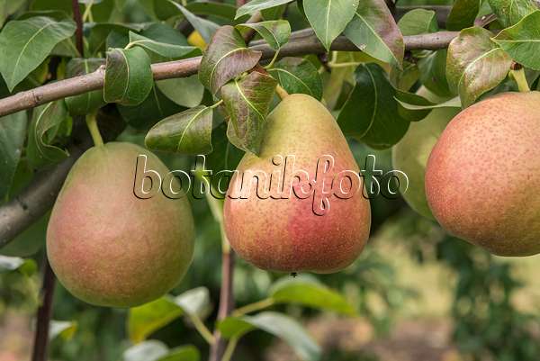 635150 - Common pear (Pyrus communis 'Nordhäuser Winterforelle')