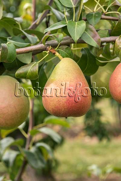 635151 - Common pear (Pyrus communis 'Nordhäuser Winterforelle')