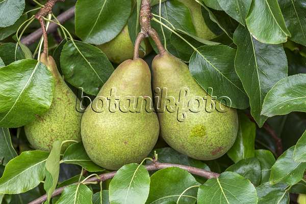 616108 - Common pear (Pyrus communis 'Nouveau Poiteau')