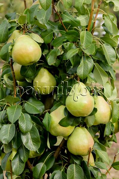 593169 - Common pear (Pyrus communis 'Obelisk')