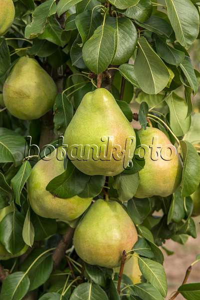 635152 - Common pear (Pyrus communis 'Obelisk')