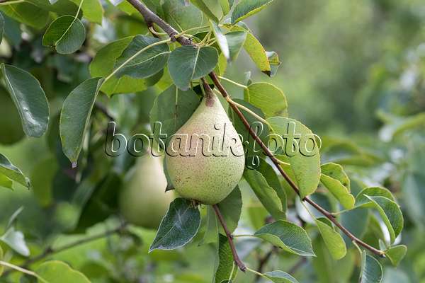 625334 - Common pear (Pyrus communis 'Pastorenbirne')
