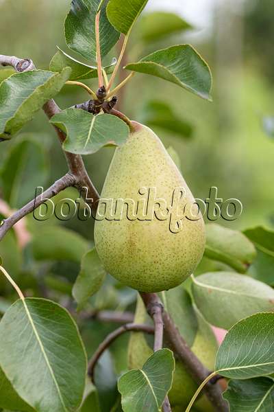 625335 - Common pear (Pyrus communis 'Pastorenbirne')