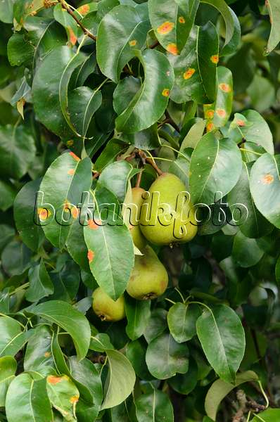 524084 - Common pear (Pyrus communis) and pear rust (Gymnosporangium fuscum syn. Gymnosporangium sabinae)