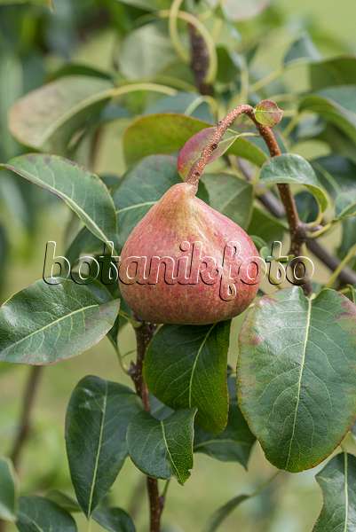 616109 - Common pear (Pyrus communis 'Petersbirne')