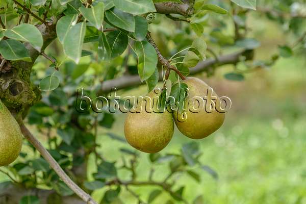 547257 - Common pear (Pyrus communis 'Pierre Corneille')
