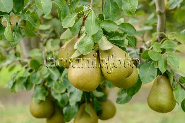 547258 - Common pear (Pyrus communis 'Président Héron')