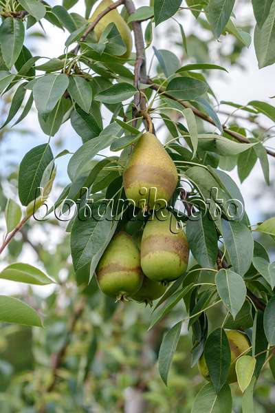 558198 - Common pear (Pyrus communis 'Progress')