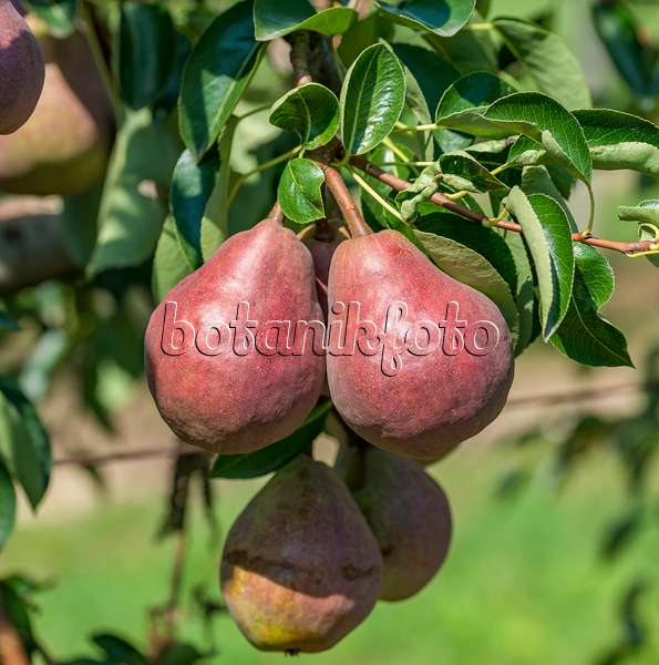 625336 - Common pear (Pyrus communis 'Rote Williams Christ')