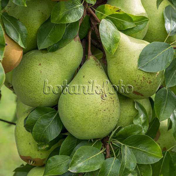 616110 - Common pear (Pyrus communis 'Six' Butterbirne')