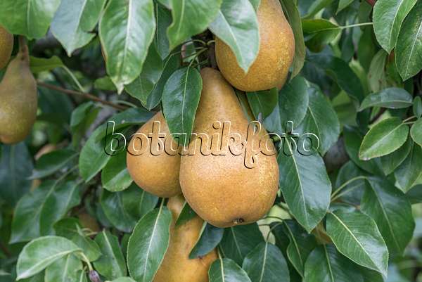 616111 - Common pear (Pyrus communis 'Sommerbutterbirne')