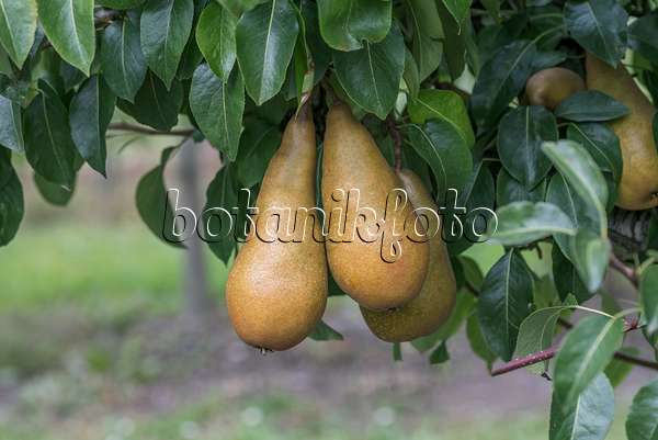 616112 - Common pear (Pyrus communis 'Sommerbutterbirne')