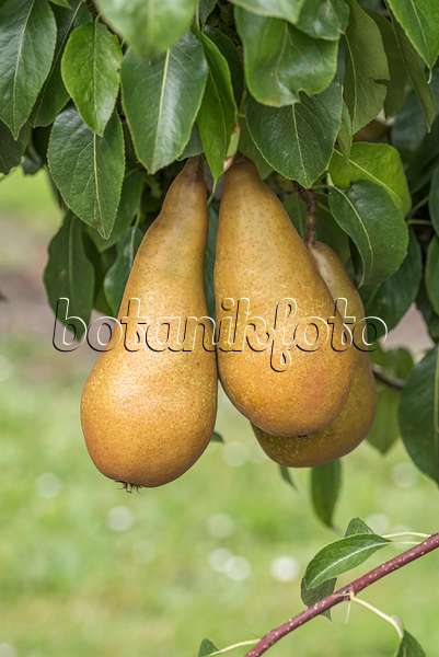 616113 - Common pear (Pyrus communis 'Sommerbutterbirne')