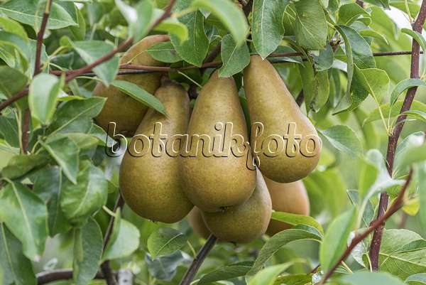 616114 - Common pear (Pyrus communis 'Sommerbutterbirne')