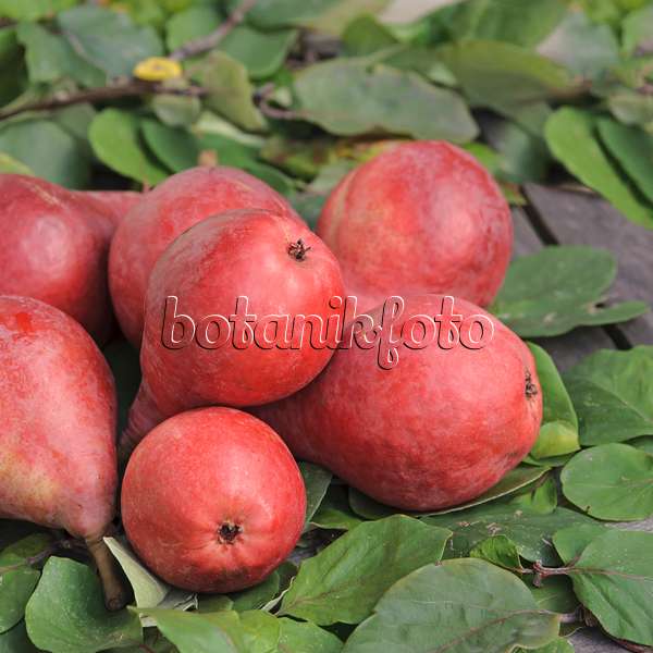 535374 - Common pear (Pyrus communis 'Starkrimson')